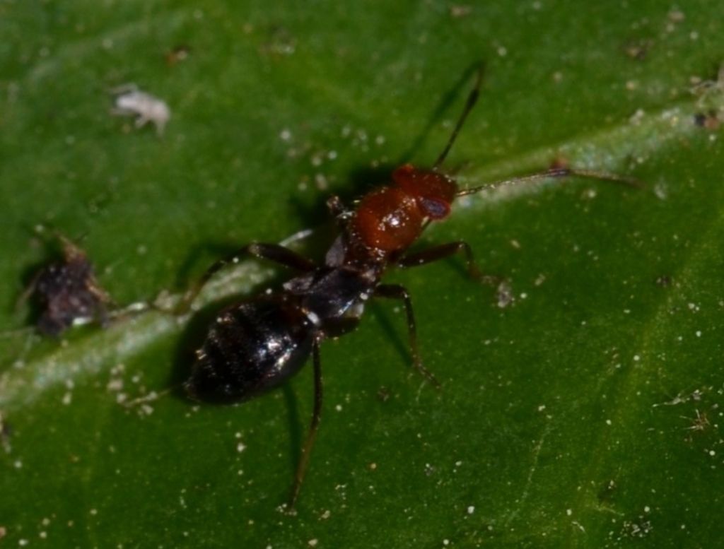 Microphysidae   ??? - Miridae: Mimocoris rugicollis